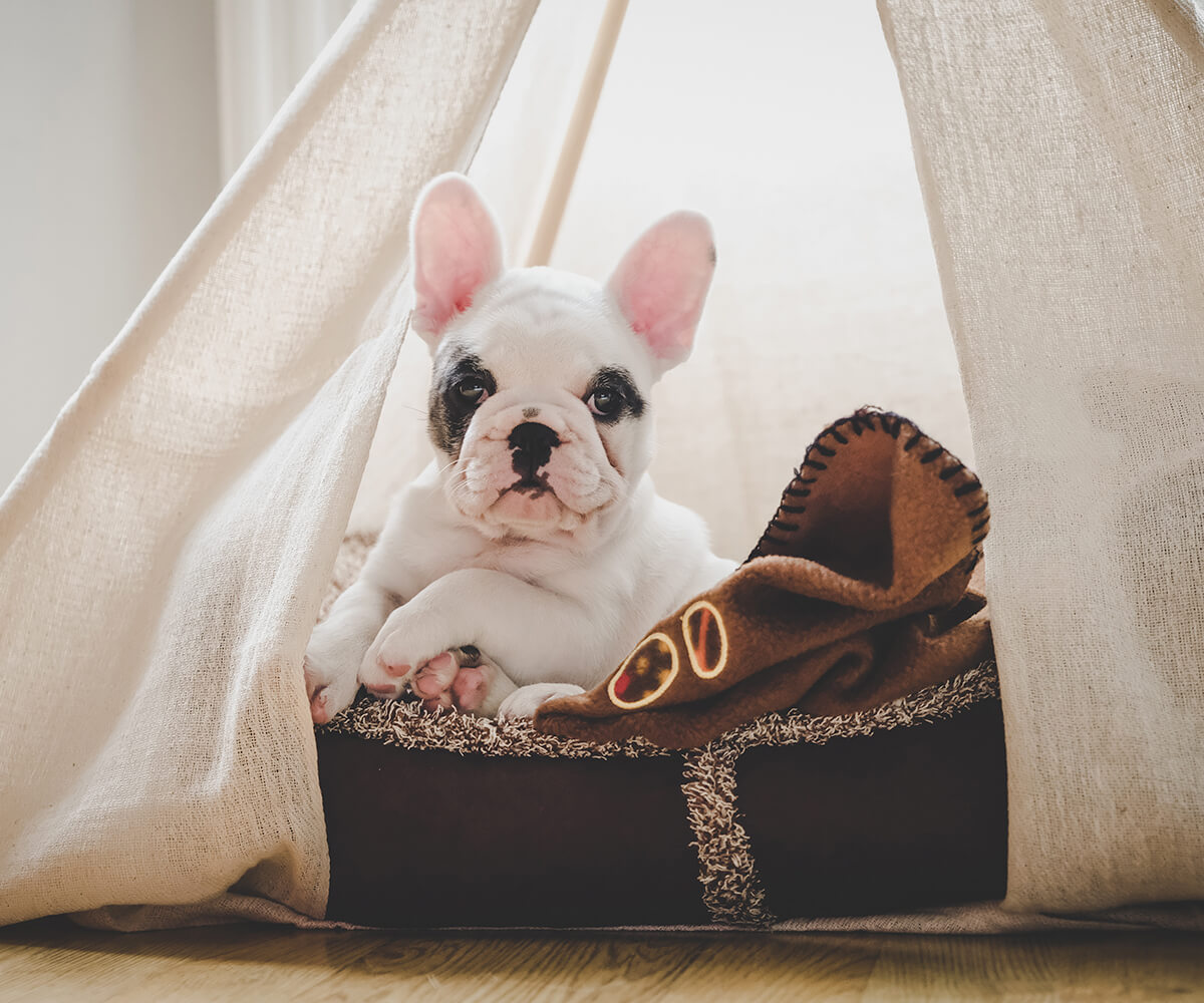 Image of a pet