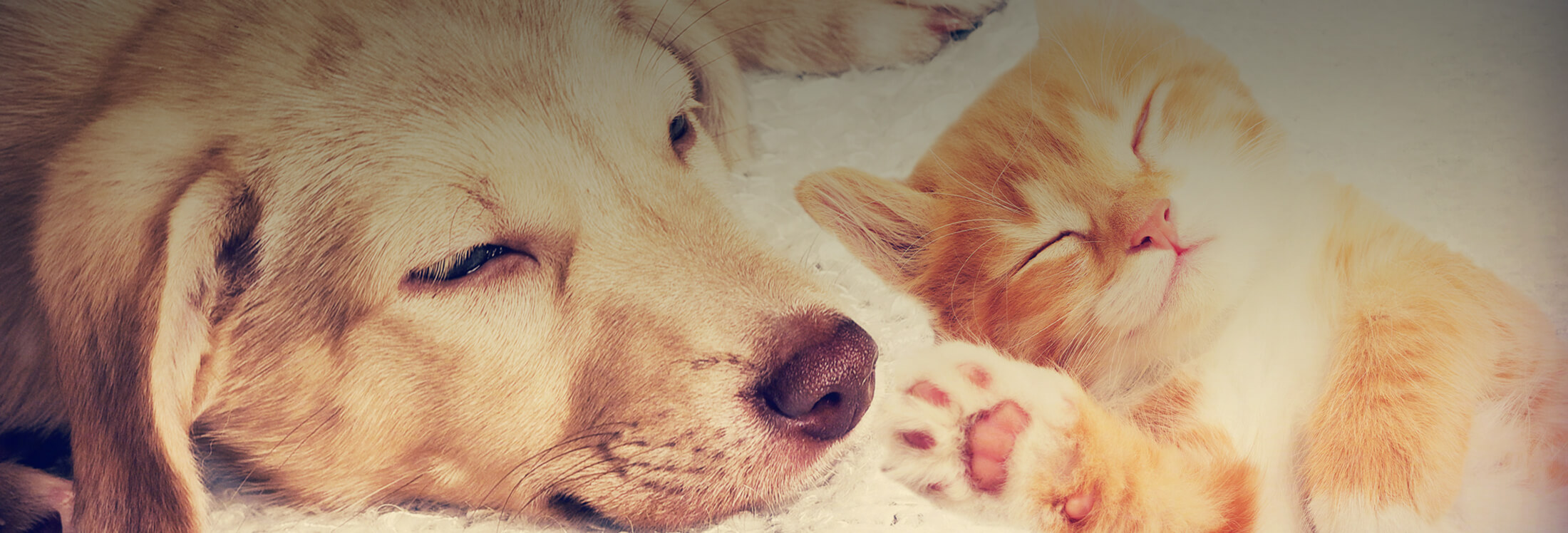 Pets Page Image